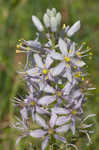 Atlantic camas